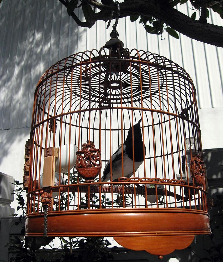 China Bird in Mahogany Cage Photograph by Lisa Boyd