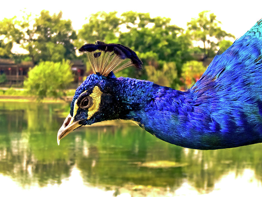 桂林 Peacock by the lake