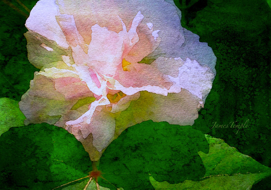 China Rose Digital Art by James Temple