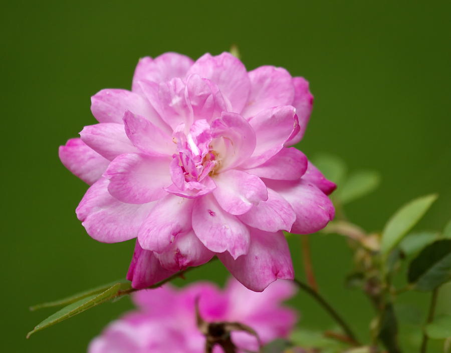 China rose, rosa chinensis Photograph by Elenarts - Elena Duvernay photo