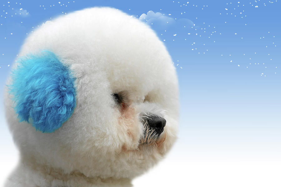 Poodle Photograph - Chinas latest craze - Dyeing pets by Alexandra Till