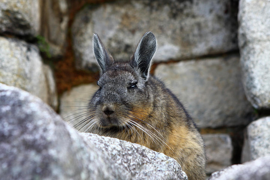 Chinchilla Photograph by Aidan Moran - Fine Art America