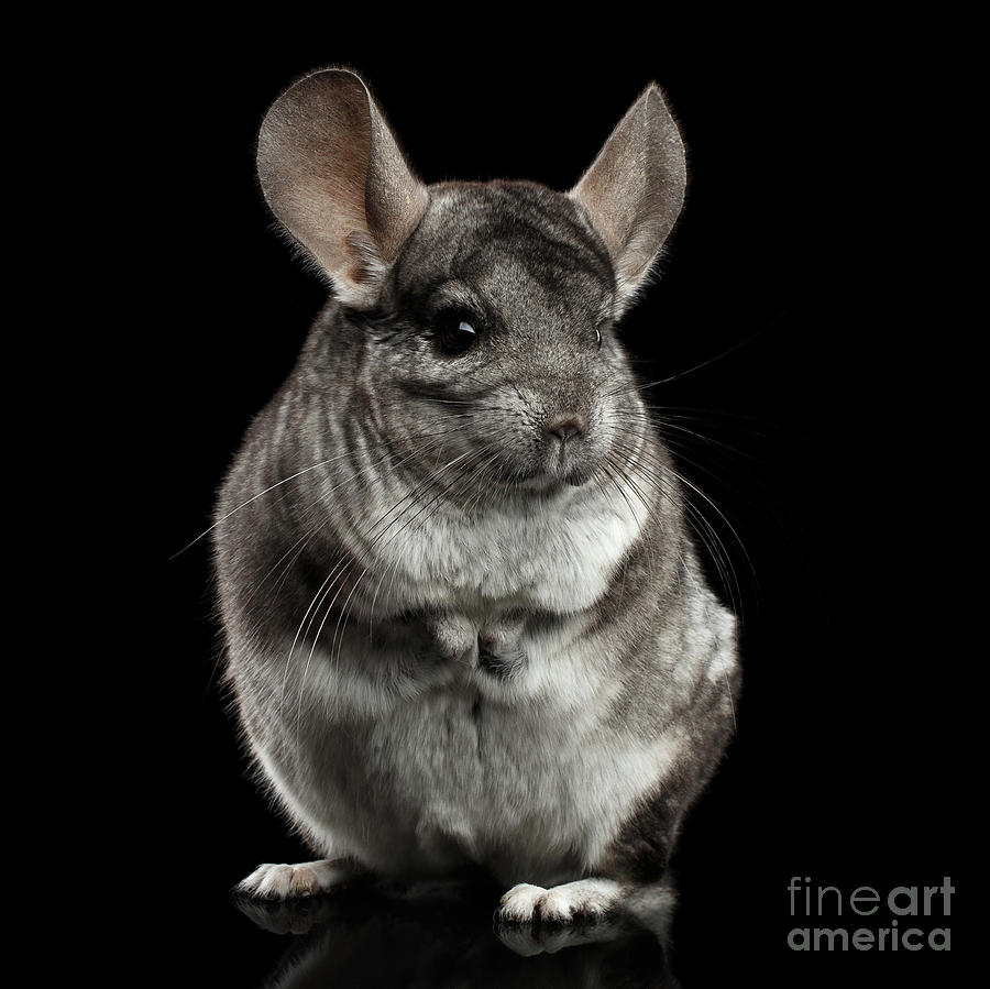 Animal Photograph - Chinchilla on Black background by Sergey Taran