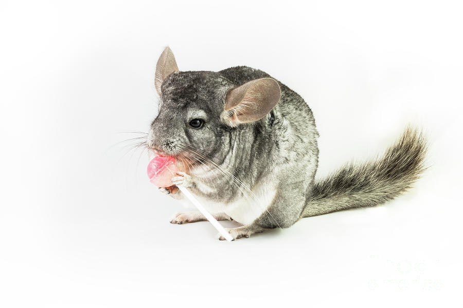 Chinchilla with lollipop Photograph by Benny Marty