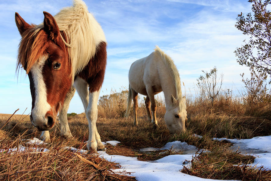 Chincoteague Beauties Photograph by Travis Rogers