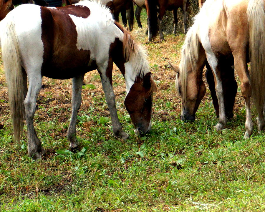 Chincoteague Horses Pony Swim 2015 Photograph by Katy Hawk