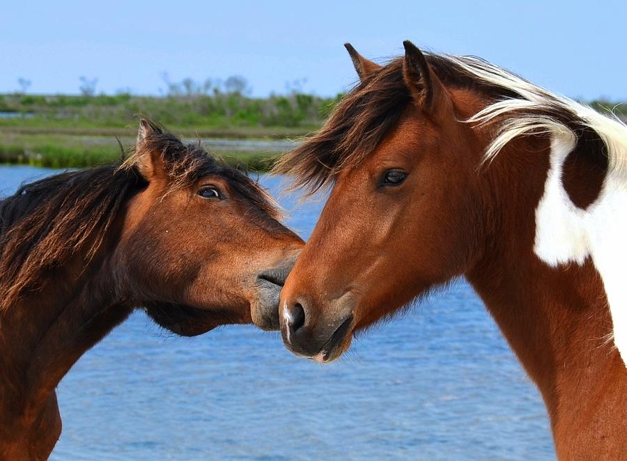 Chincoteague Island Ponies kiss Photograph by Ronda Ryan