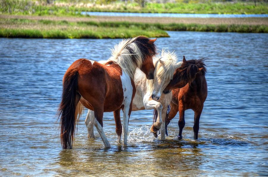 Chincoteague Island Ponies Photograph by Ronda Ryan
