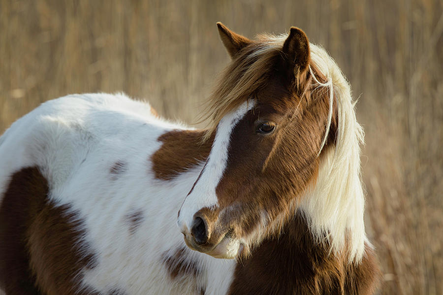 Landscape Photograph - Chincoteague Love by Pete Federico Landscape Photograph - Chincoteague Love by Pete Federico