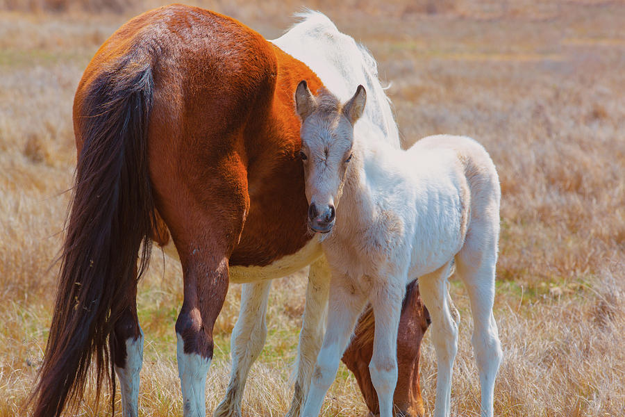 Wildlife Photograph - Chincoteague Mare and Foal by Pete Federico Wildlife Photograph - Chincoteague Mare and Foal by Pete Federico