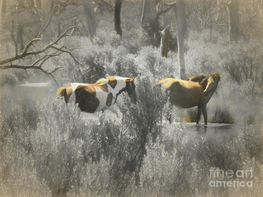 Chincoteague Ponies Nbr.1 Photograph by Scott Cameron