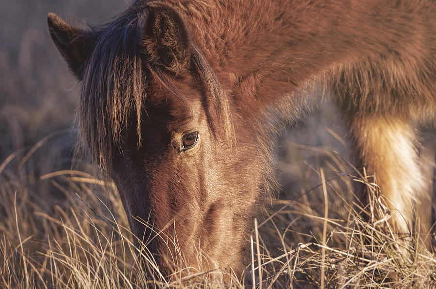 Chincoteague Pony Ponies Photograph By SharaLee Art Fine Art America   Chincoteague Pony Ponies Sharon Norman 