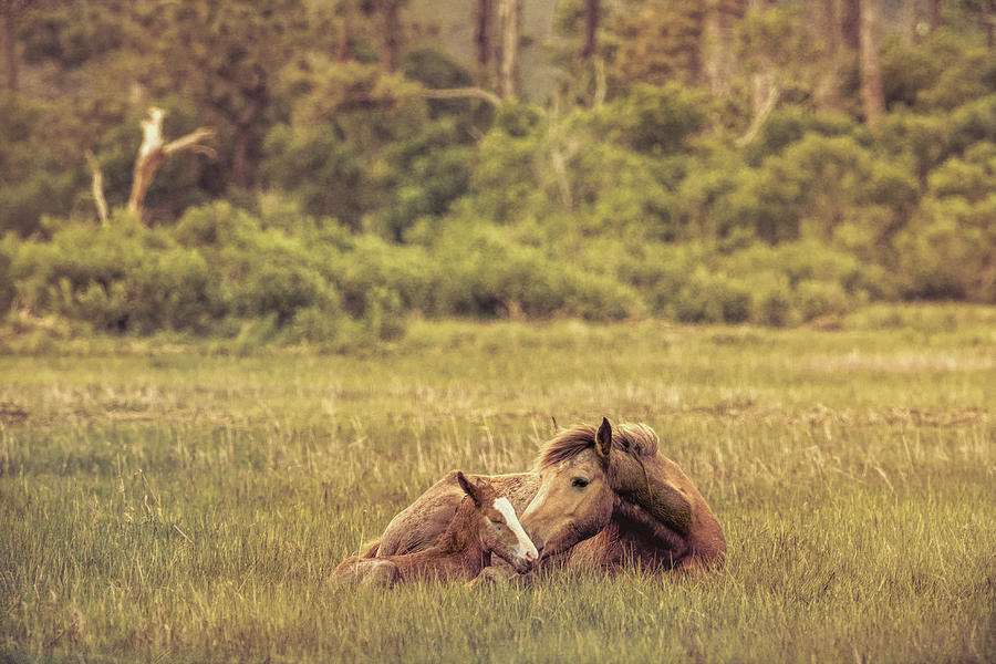 Chincoteague Ponies Photograph by Richard Macquade