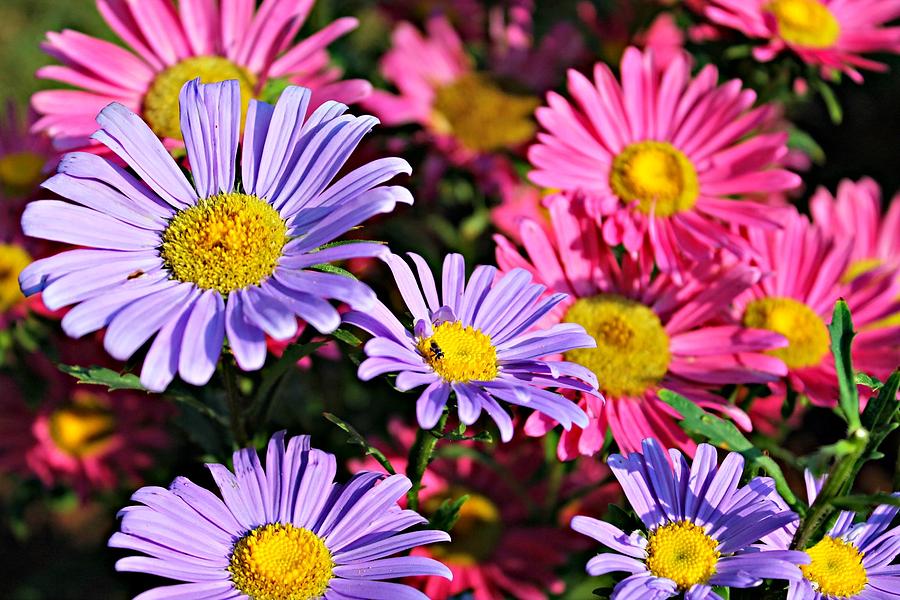 China Asters Photograph by Vicki Dreher