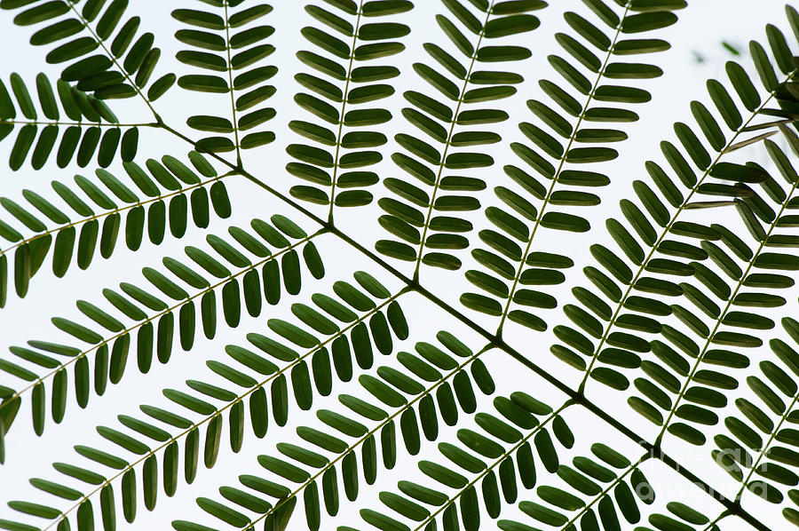 Chinese Albizia Leaf Pattern Photograph by Tim Gainey
