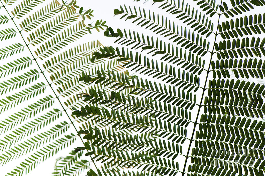 Chinese Albizia Leaves Photograph by Tim Gainey