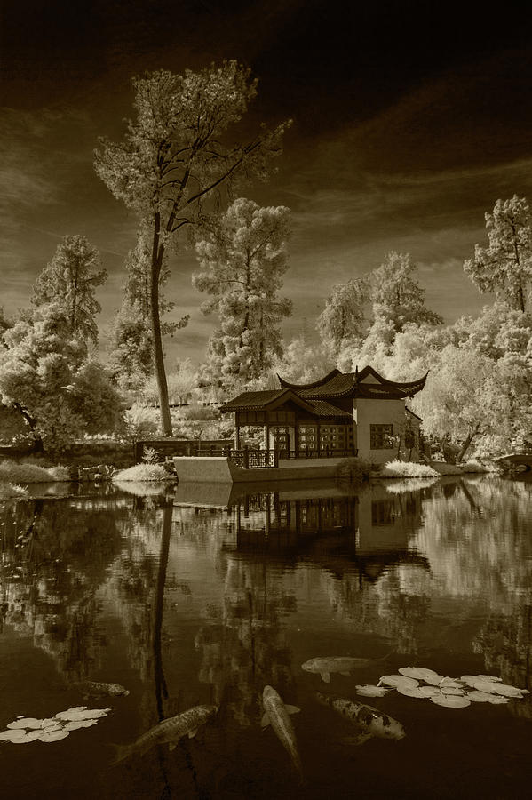 Chinese Botanical Garden in California with Koi Fish in Sepia Tone Photograph by Randall Nyhof