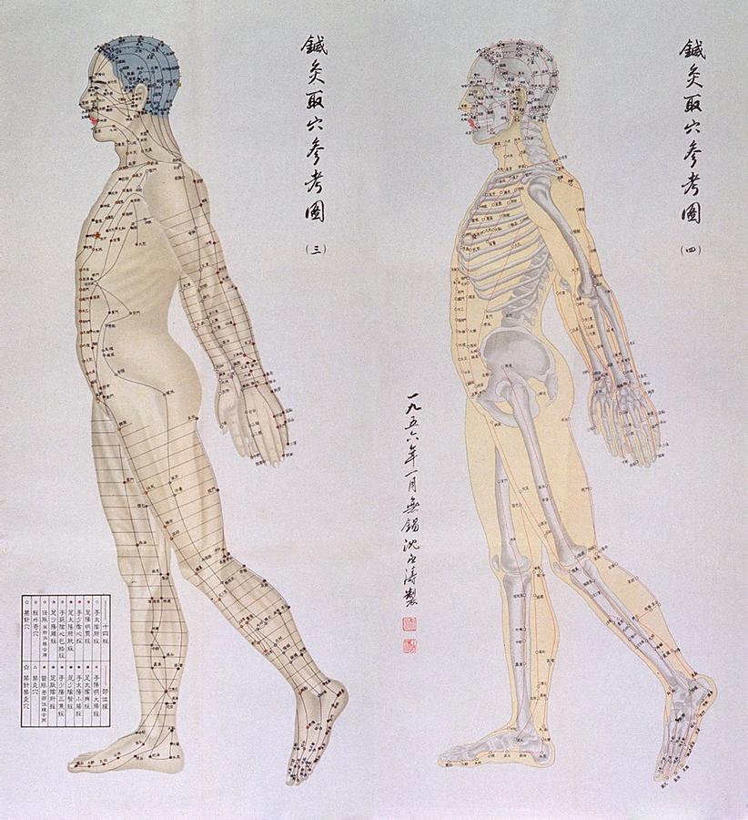 Skeleton Photograph - Chinese Chart Of Acupuncture Points by Everett