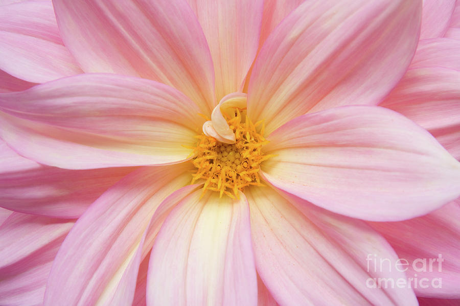 Nature Photograph - Chinese Chrysanthemum Flower by Julia Hiebaum Nature Photograph - Chinese Chrysanthemum Flower by Julia Hiebaum