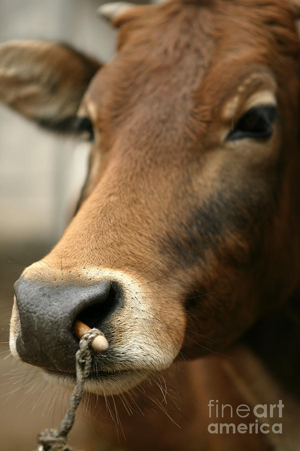 Chinese Cow Photograph by Jean-Louis Klein & Marie-Luce Hubert