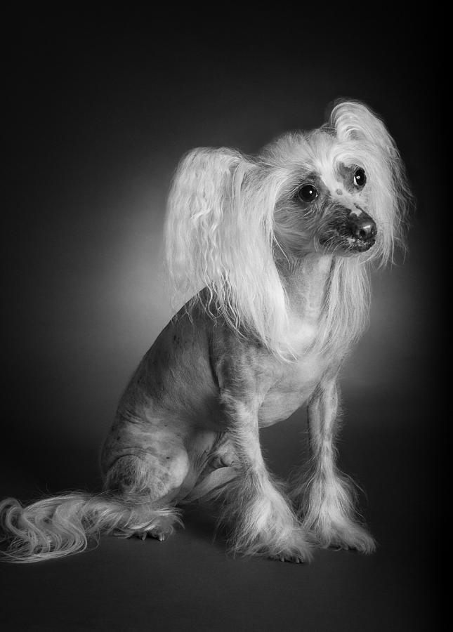 Chinese Crested - 03 Photograph by Larry Carr