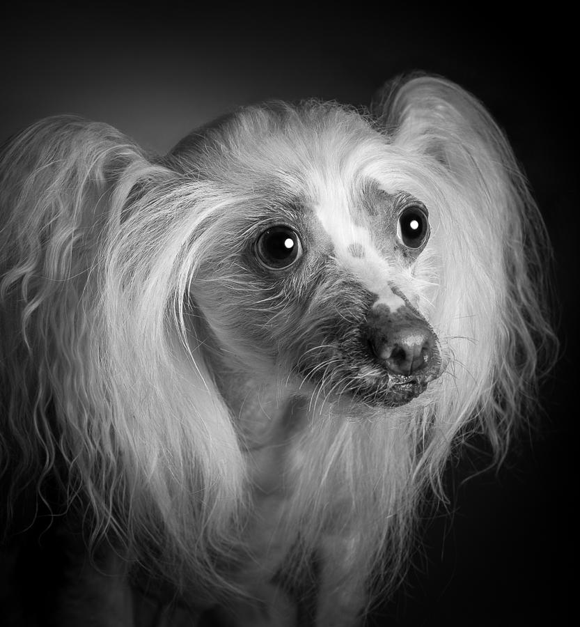 Chinese Crested - 04 Photograph by Larry Carr