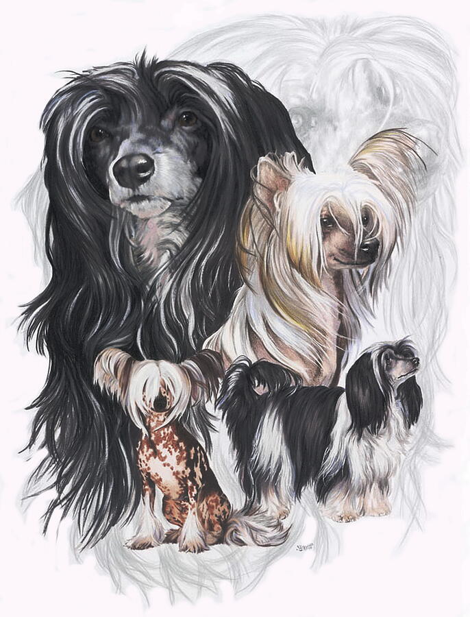 Chinese Crested and Powderpuff Medley Mixed Media by Barbara Keith