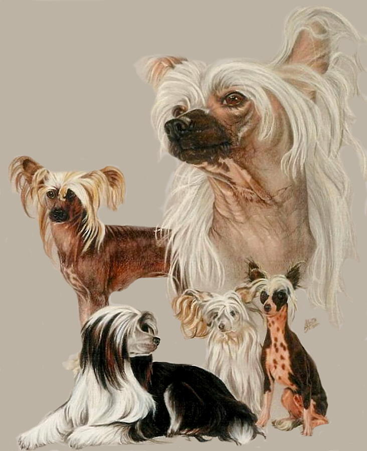 Chinese Crested Collage Drawing by Barbara Keith