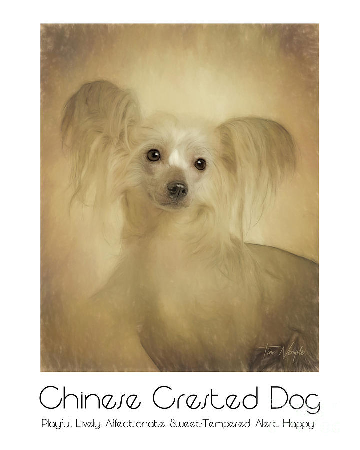 Chinese Crested Dog Poster Digital Art by Tim Wemple
