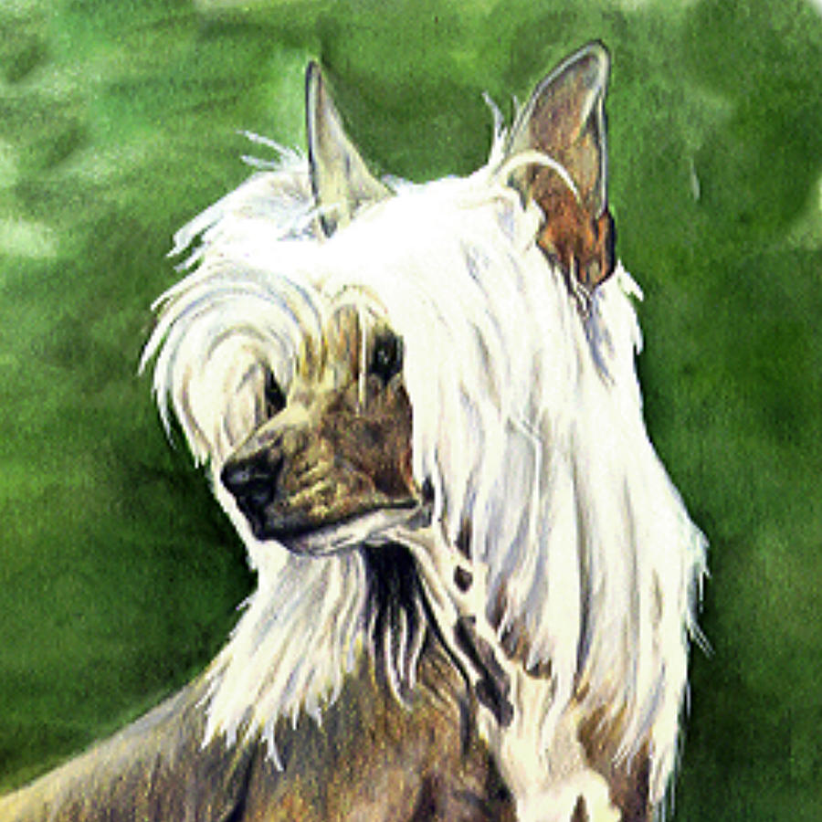 Christmas Painting - Chinese Crested by Kathleen Sepulveda