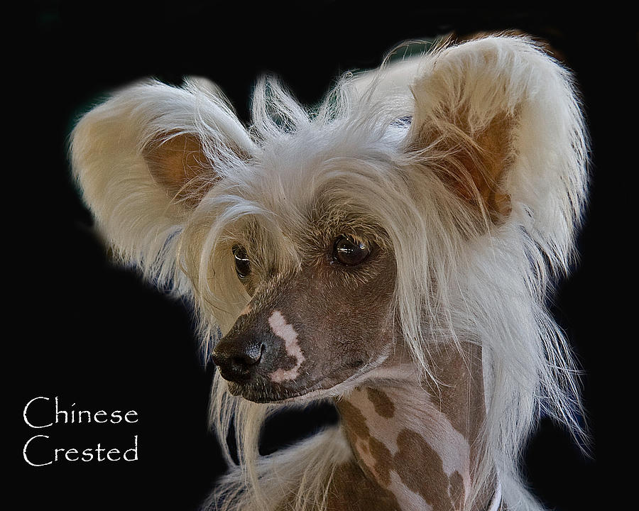 Chinese Crested Photograph by Larry Linton