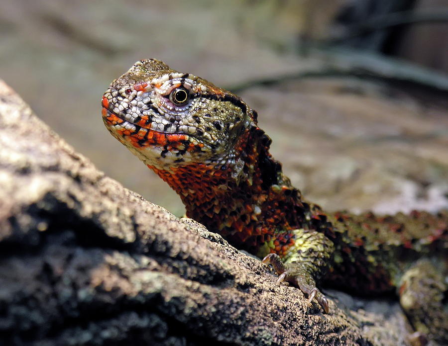 Animal Photograph - Chinese Crocodile Lizard by Daniel Caracappa