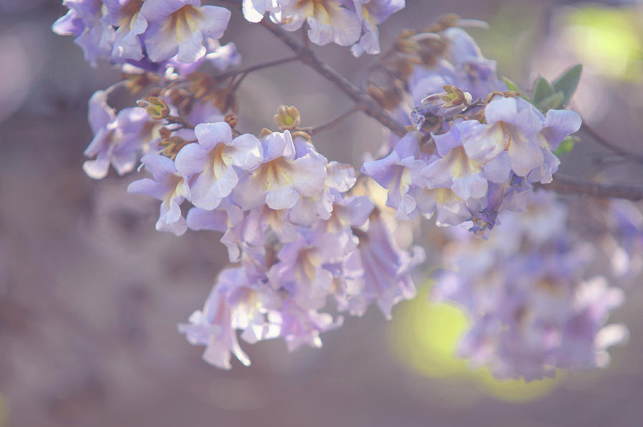 Chinese Empress Tree. Paulownia Tomentosa Photograph by Jenny Rainbow