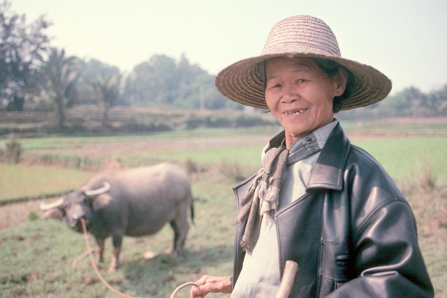 Chinese Farm woman oxen Photograph by Douglas Pike