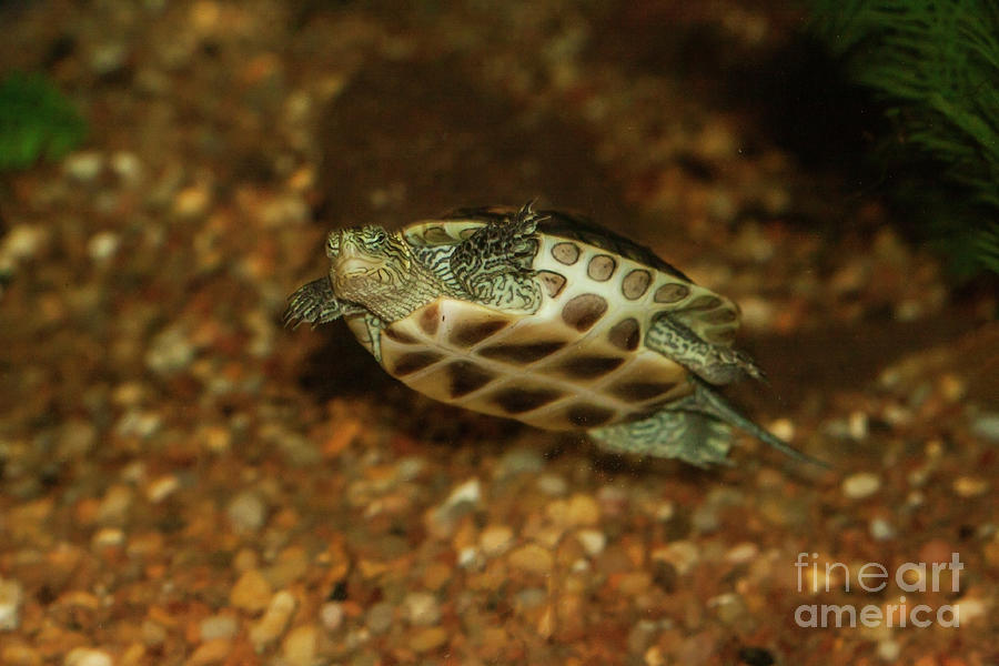 Turtle Photograph - Chinese Golden thread turtle  by Ruth Jolly