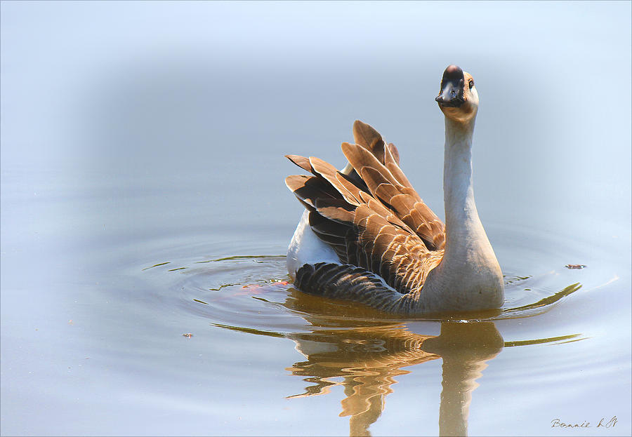 Chinese Goose Photograph by Bonnie Willis