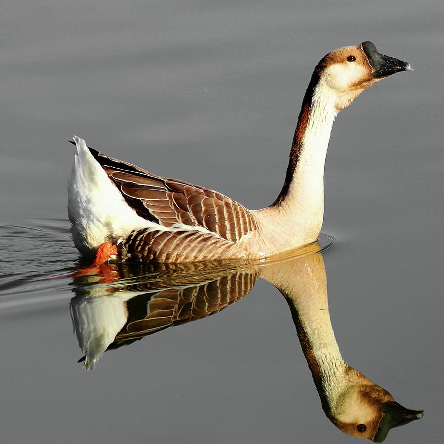 Chinese Goose Photograph by Carol Montoya