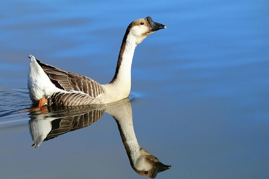 Chinese Goose In Blue Waters Photograph by Carol Montoya