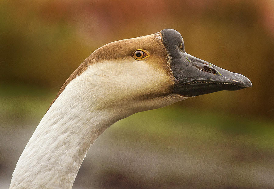 Chinese Goose Photograph by Jean Noren