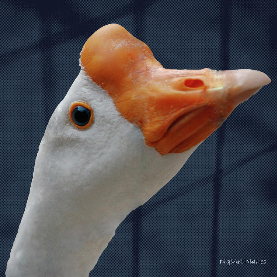 Chinese Goose Profile Digital Art by DigiArt Diaries by Vicky B Fuller