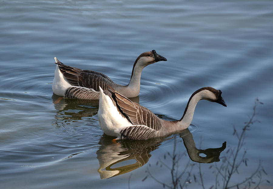 Chinese Gray Geese Photograph by Roy Erickson - Fine Art America