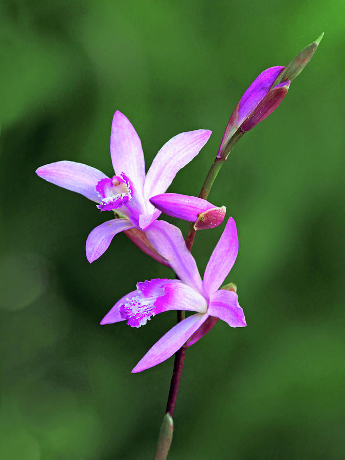 Chinese ground orchid Photograph by Carolyn Derstine