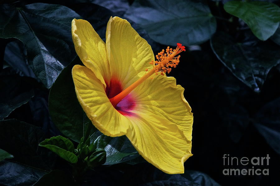 Chinese Hibiscus Photograph by Byron Varvarigos