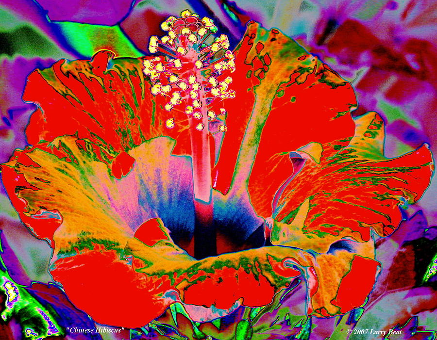 Chinese Hibiscus Digital Art by Larry Beat