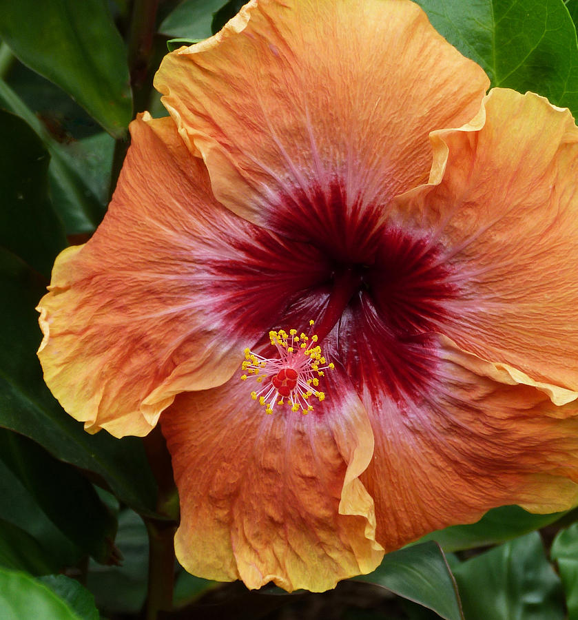 Chinese Hibiscus Photograph by Margaret Saheed