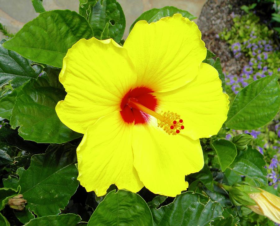 Chinese hibiscus Photograph by Miguel Munoz - Fine Art America