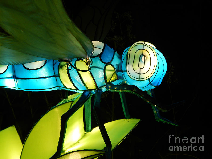 Chinese Lantern Dragonfly Photograph by Amy Dundon