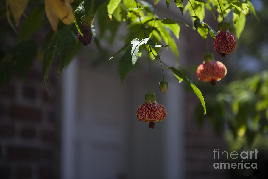 Chinese Lantern Photograph by Dale Powell