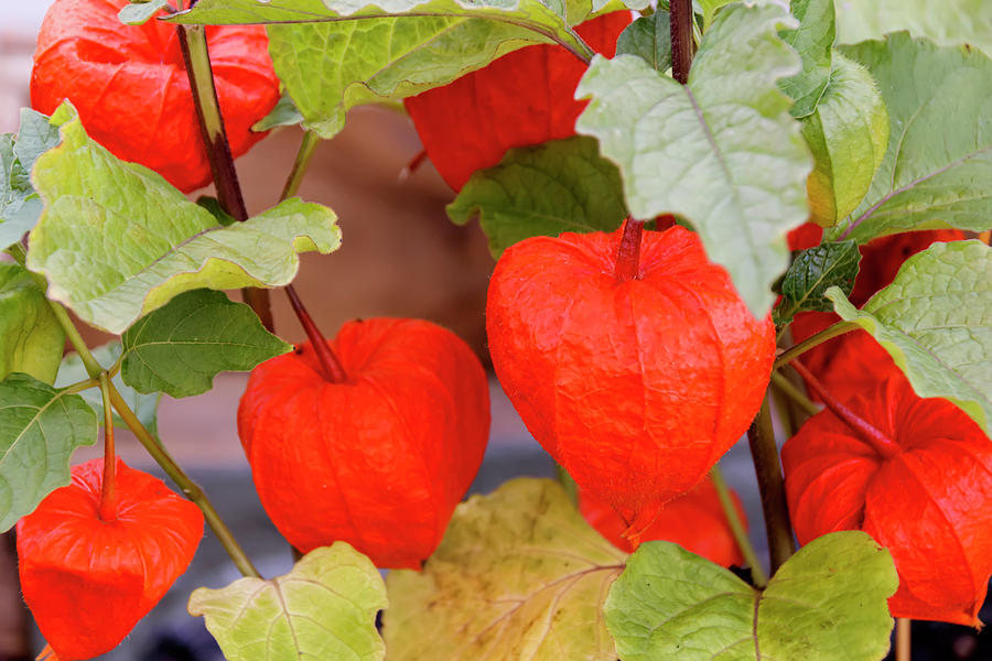 Chinese Lantern Fruits In Foliage Photograph By Emma Grimberg