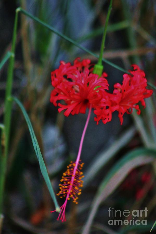 Chinese Lantern Hibiscus Photograph by Craig Wood